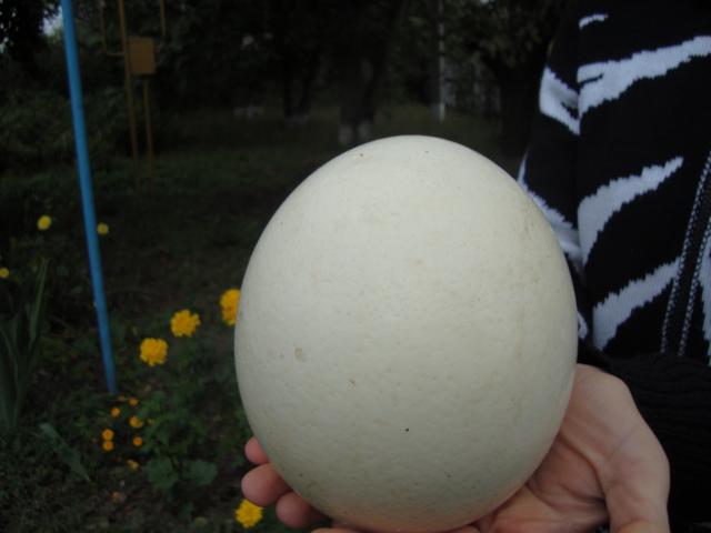фото, страусовая ферма, Миргород, отзывы туриста, яйцо страуса