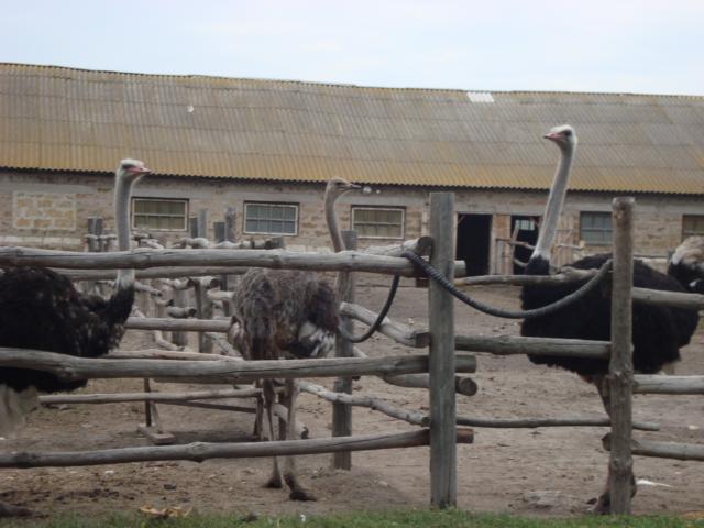 фото, страусовая ферма, Миргород, отзывы туриста