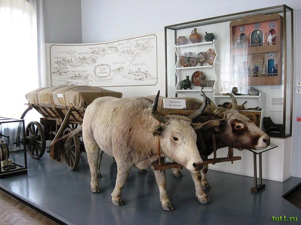 Музейный экспонат музеи